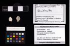 Foto (Objekt + Etikett) von Goniodromites sp.  (NHMW-GEO-2014-0194-0999)